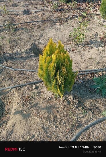 bitki satışı: Limonni yolka – dekorativ iynəyarpaq kol və ağaclar - Növlər: qızılı — 3