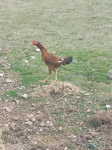 Heyvanlar üçün mallar: Heyratı Cavan Fərədi Kürtdən təzə ayılıb tam sağlamdı real Alıcıya — 1