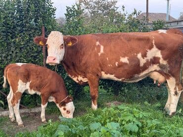 ineklerin qiymeti: Smental Dişi Balalı inək Satılır. 2ci balasıdır. 18-20lt süd verir — 1