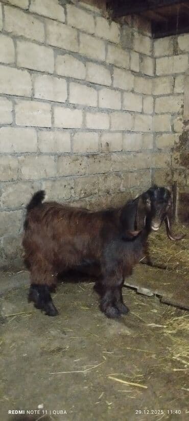 qoyun quzu satilir: Təmiz qan hələb erkək — 2