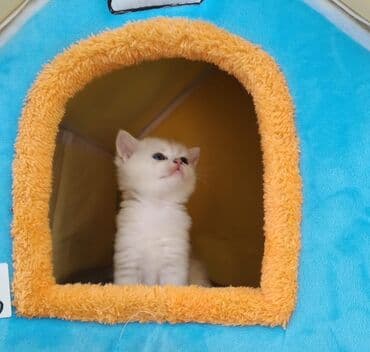 Sevimli balaca pişik balaları - Cins: ağ və açıq boz rəng çalarları