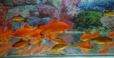 Pişiklər: Qızıl balıqlar böyük ölçüdə — 3