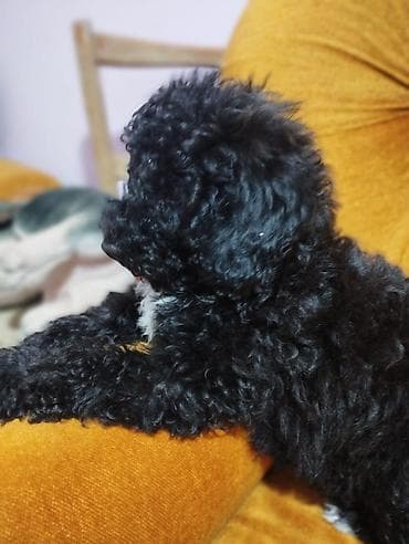 Pudel, 3 ay, Erkek — 6