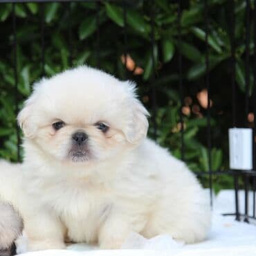 Pekines, 2 ay, Erkek, Sənədli