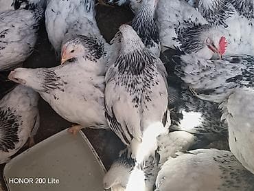 bildircin cucələri: 1.300 1.400Colpalar.Cadirilma mövcuddur.Sifaris ucun 070 377 00 12 — 4