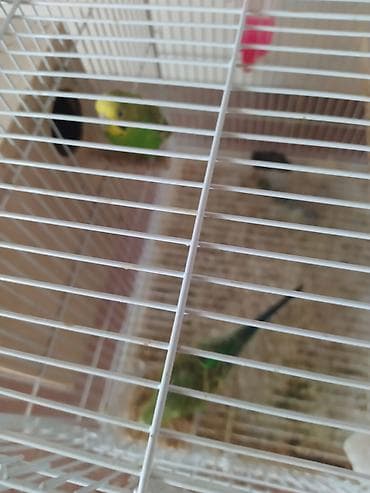 ucuz quşlar: 2 gözlü qəfəs 2 cüt papuqay.bir cütünun altında 8 yumurta var bir — 3