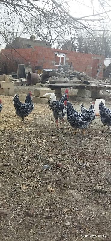 baki quslari: Toyuq cücələri, Damazlıq — 2