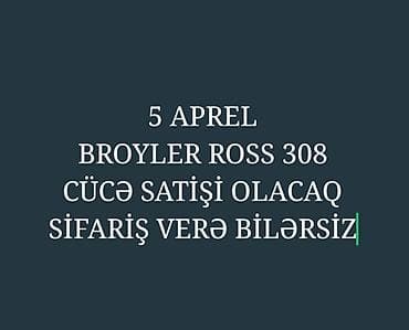 Toyuq cücələri, Ətlik