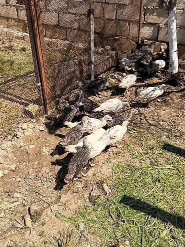 it satşı: Hinduşka cücələri, Damazlıq — 2