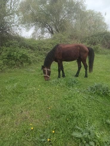 cins qoyunlar satilir: Erkək, il: 5, Ünvandan götürmə — 3