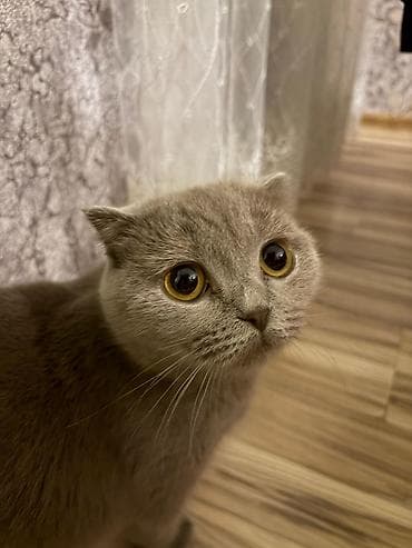 pisiy: Şirin balaca pişik balası – ağ rəngli, yumşaq tüklü, qısa və dolğun — 6