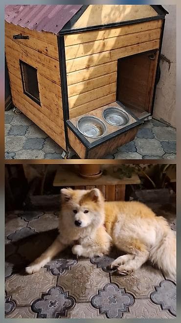 1 yaş dişi Akita cinsi it birdə ev ikisi bir yerdə 1100azn unvan baki