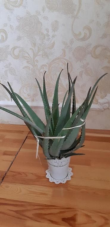 En azi 6ilin aloyesi.Min bir derde derman.Anlayishi olana bellidir lalafo.az -da En azi 6ilin aloyesi.Min bir derde derman.Anlayishi olana bellidir