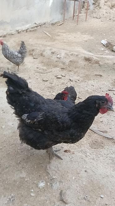 toptan toyuq satışı: Toyuq, Australorp, Damazlıq, Ünvandan götürmə — 5