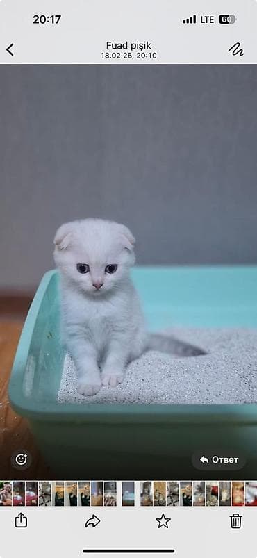 Heyvanlar üçün mallar: Şotland — 5