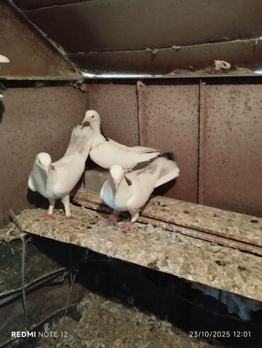 доска объявлений птицы: Tam sağlam 10 quş,tək tək ayrı qiymət real alıcıya endirimdə olacaq — 3