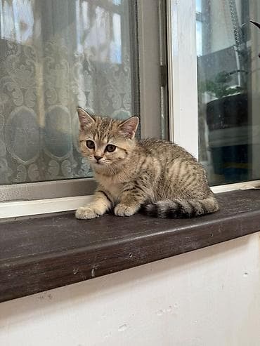 heyvan: Tabbi, Dişi, Yaxşı əllərə, Pulsuz çatdırılma — 4
