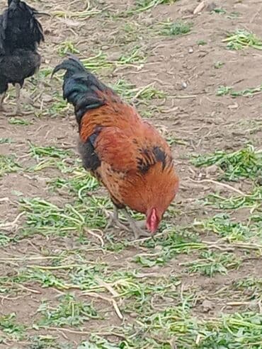 Akvariumlar: Təcili satılır: Ataks cinsi xoruzlar - Çəki: 1.8–2 kq - Say: 80 ədəd — 3