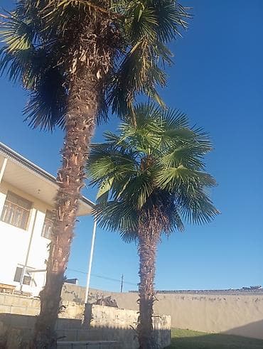 icmeli su catdirilma: Dekorativ xurmalıq palma ağacları (Trachycarpus tipli waşinqtoniya — 1