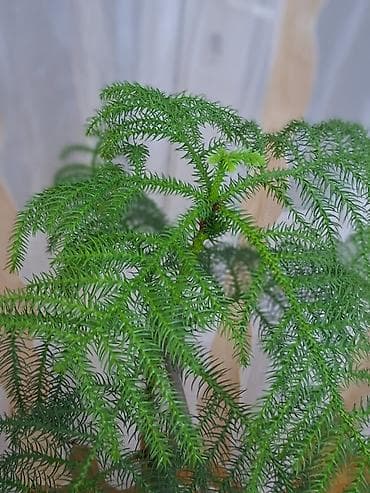 Digər bitkilər: Araukariya (otaq şam ağacı). Sağlam, baxımlı və simmetrik formaya — 2