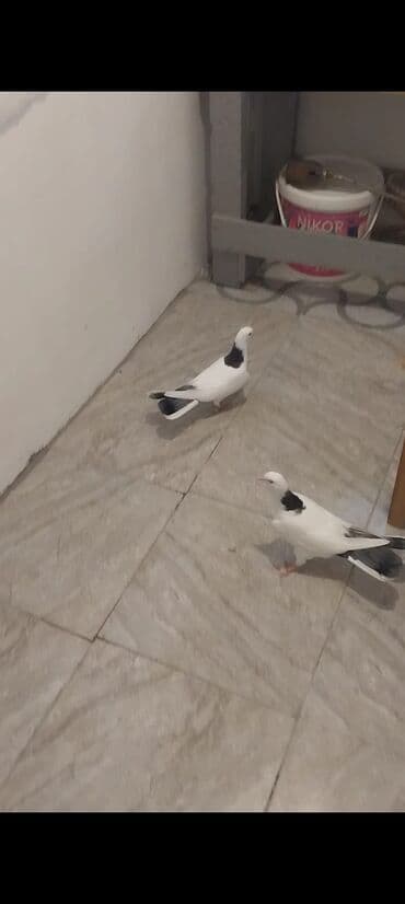 boynu gullu: Goy porka goy boynu gullu hundurdu balalardi den yeyen.100 Azn biri 20 — 2