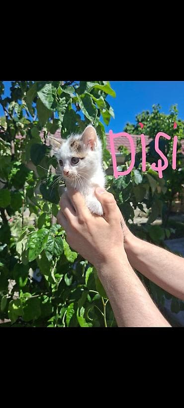pişik tuvaleti: Sibir, Erkək, Dişi, Yaxşı əllərə, Ünvandan götürmə — 4