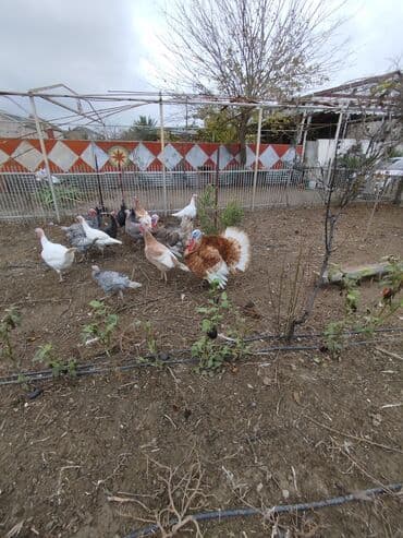 ucuz bala pişiklər: Erkək, Damazlıq — 3