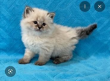 pişiy qumu: Britan, Erkək, Ünvandan götürmə, Ödənişli çatdırılma — 8