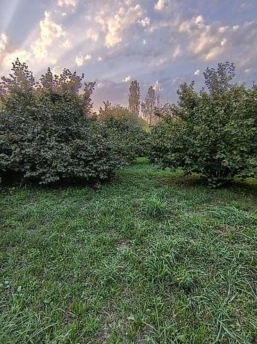 Zaqatala rayonu Göyəm kəndində 40 sot findiq bagi tecili satilir, 32 lalafo.az -da Zaqatala rayonu Göyəm kəndində 40 sot findiq bagi tecili satilir, 32