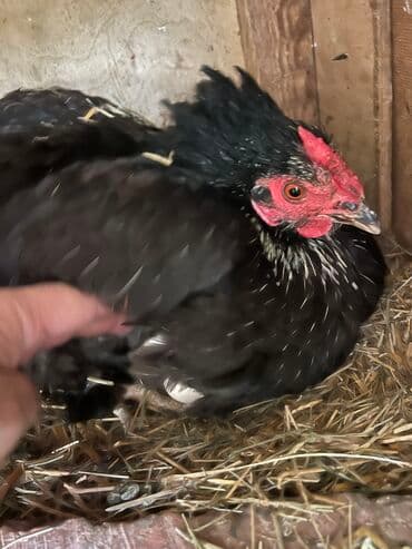 toyuğ cücə: Toyuq, Yumurtalıq, Ödənişli çatdırılma — 3