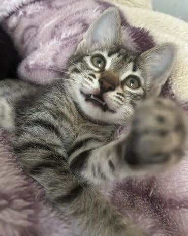 pişik adları azeri: Tabbi, Erkək, Yaxşı əllərə, Pulsuz çatdırılma — 2