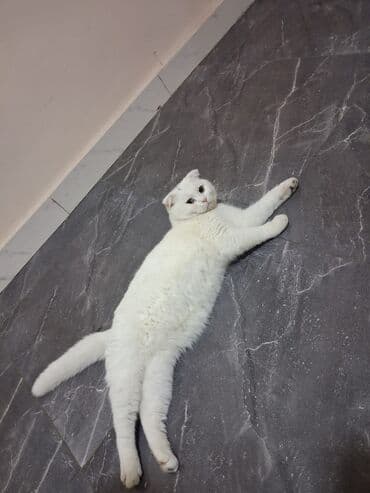 pişik üçün: Şotland, Dişi, Yaxşı əllərə, Ünvandan götürmə, Ödənişli çatdırılma, Rayonlara çatdırılma — 4