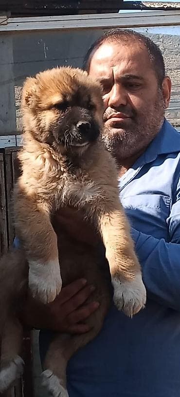 ev iti balaca: Qafqaz çoban iti, 2 ay, Dişi, Peyvəndli — 1