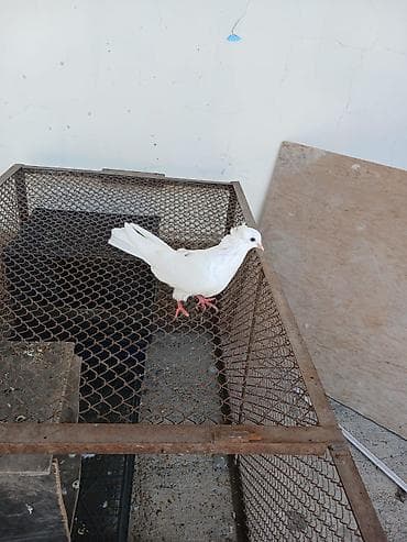 papuqay quş: Hamsi satilir oz damazdiq heyvanlarimdi bezi prablelere gore satiram — 9