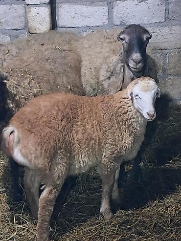quzu qiyməti: Məhsul: Ana qoyun 2 kuzusu ilə 5 ci balalaridi basqa ekiz ve tek — 2
