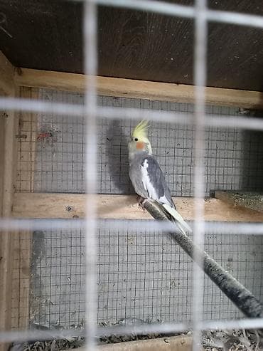 deve quşu: Korella ərkeydi 1 yaş yarımlıqdı cütə hazır tam sağlam unvan yeni — 2