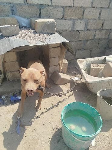 pitbul dişi: Pitbul, 1 il, Dişi, Peyvəndli — 1