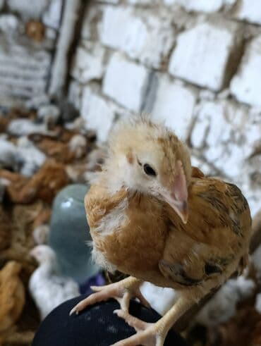 Toyuq cücələri, Ətlik