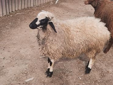 Рогатый скот: Dişi quzu satılır — 1