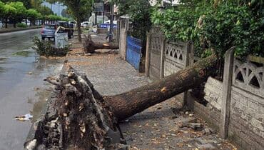 alça ağacı: Aliram.bele kötükleri.agaclarin ferqi yoxdu,ama tuta daha cox ustunluk — 2