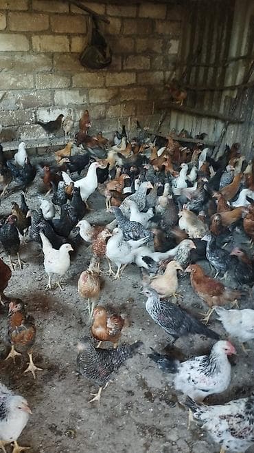 300 edes 3 ayliq heyet çolpasi satilir. 1ededi 10 azn Hamsini alan