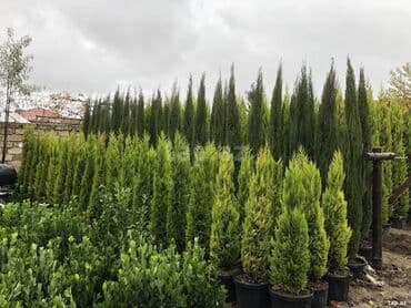 yolka qiymətləri: Limonu yolkalar — 1