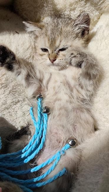 ruletka cat: Qızıl şinşilla, Erkək, Yaxşı əllərə, Ödənişli çatdırılma — 4