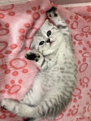 Akvariumlar: Şotland, Erkək, Dişi, Ünvandan götürmə — 8