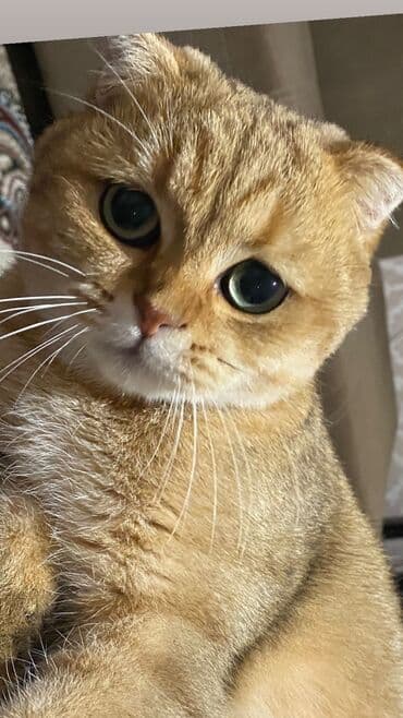 голд шиншилла: Qızıl şinşilla, Erkək, Cütləşmə üçün — 5