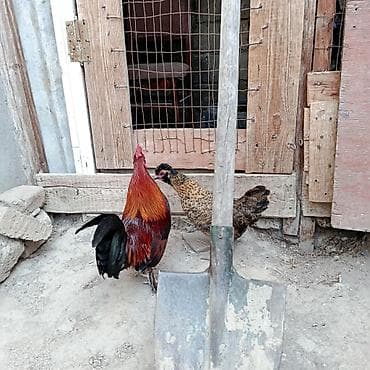 Salam gördüyünüz yaponkalari satıram cütü 40 manata barterdə edərəm