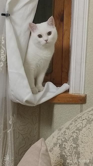 lalafo pişiklər: Britan, Erkək, Cütləşmə üçün, Pulsuz çatdırılma — 3