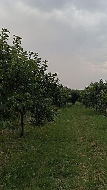qelem satisi: Məhsul: Armud bağından təzə armud yığımı Təsvir: - Sıralı əkilən — 4