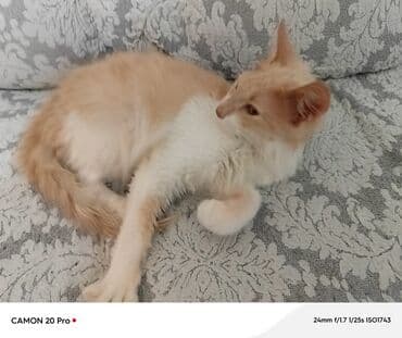 отдам в добрые руки: Ванская, Самец, В добрые руки, Самовывоз — 1