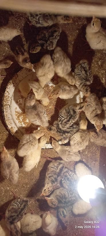 С/х животные и товары: Red Buorbun ətlik sort hind quşlarının 1 həftəlik cucəsi satılır — 2
